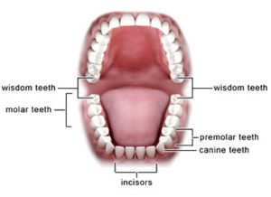 How Much Does a Wisdom Tooth Extraction Cost?